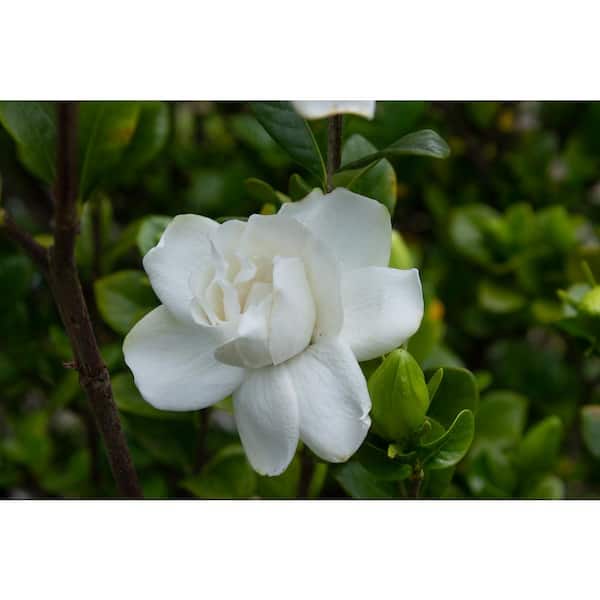 Vigoro 2 Gal. Echo Swan Queen Gardenia, Live Evergreen Shrub, White Fragrant Blooms