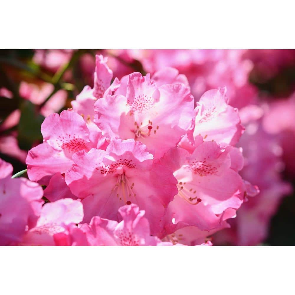 1 Gal. PJM Compact Rhododendron Shrub Profuse Lavender Blossoms Light Up Across Green Foliage Very Cold Hardy