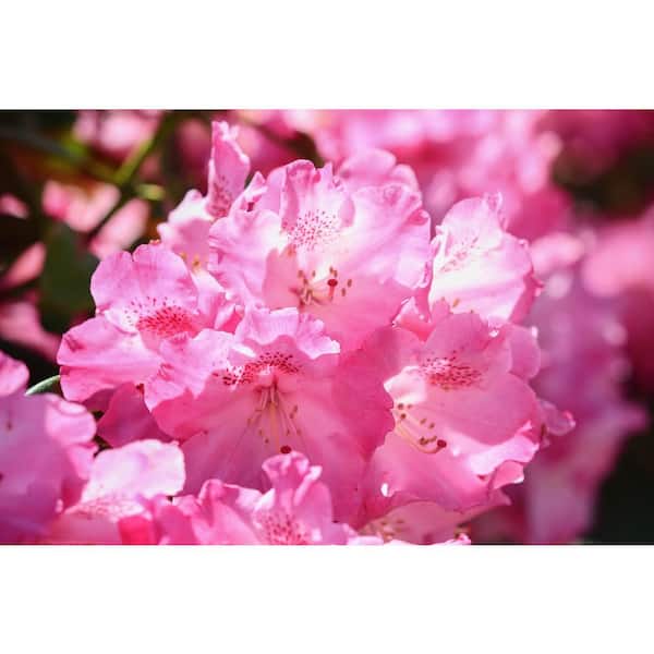 Online Orchards 1 Gal. PJM Compact Rhododendron Shrub Profuse Lavender Blossoms Light Up Across Green Foliage Very Cold Hardy