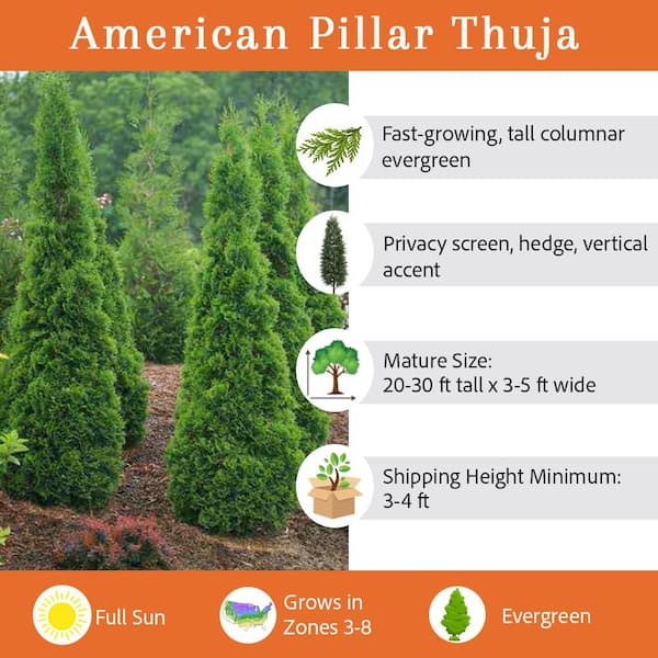 7 Gal. American Pillar Thuja Evergreen Tree