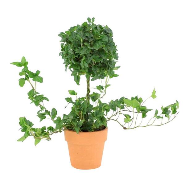 Unbranded 4.25 in. Ivy Ball On Stem Topiary in Terra Cotta Pot