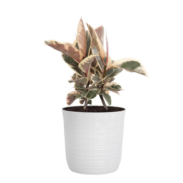 United Nursery Ficus Tineke Rubber Plant Ficus Elastica Variegated Live Plant in 10 inch White Decor Pot