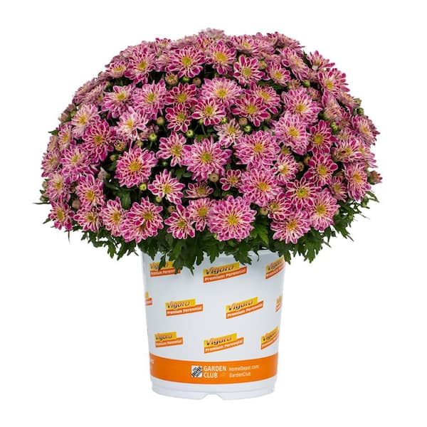 Vigoro 1 Gal. Purple Mum Chrysanthemum Perennial Plant (1-Pack)