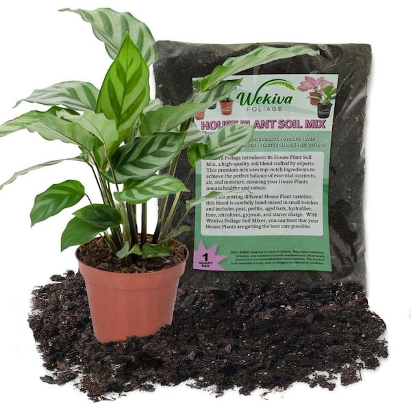 Wekiva Foliage Calathea Freddie and Soil Mix Combo-Live Plant in a 4 in.  Pot with 1 qt. HousePlant Soil Mix CalFredSoil4x1 - The Home Depot