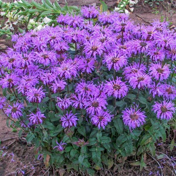 Breck's Blue Moon Bee Balm Dormant Bare Flowering Perennial Starter Plant (1-Pack)