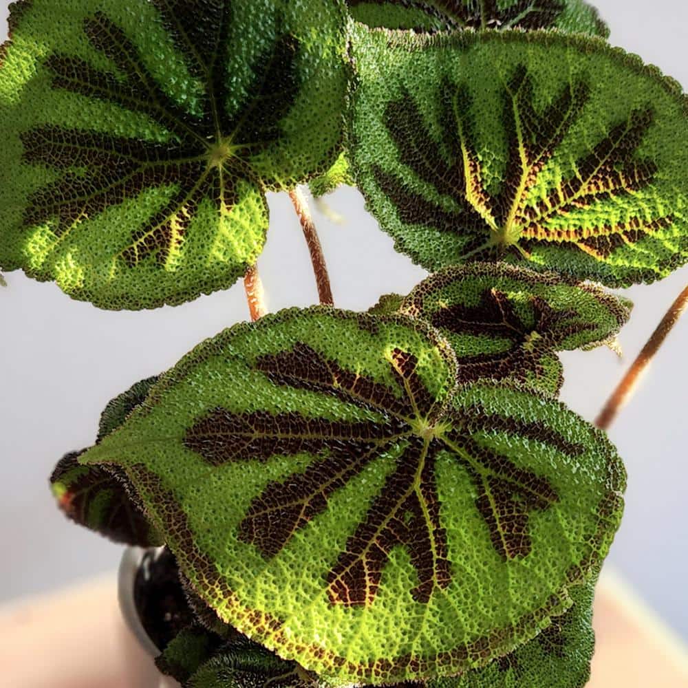 Rock Begonia Iron Cross with Black Plastic Pot