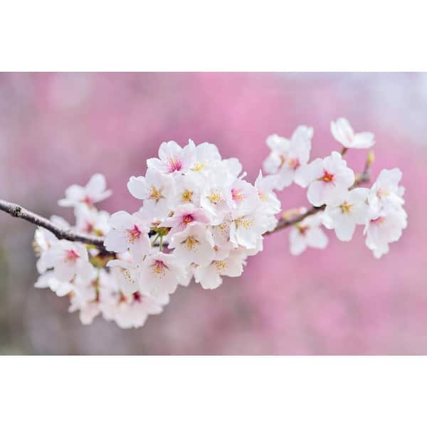 Copricuscino Cherry Blossom White-Pink 45x45