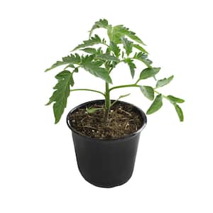 Supersweet Tomato Live Vegetable Garden Pack In 4 in. Grower Pot (includes 3 Outdoor Plants)