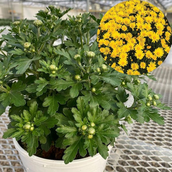 PROVEN WINNERS 1 Gal. Royale, Proven Selections Yellow Hankie Garden Mum, Live Plant, (1-Pack)