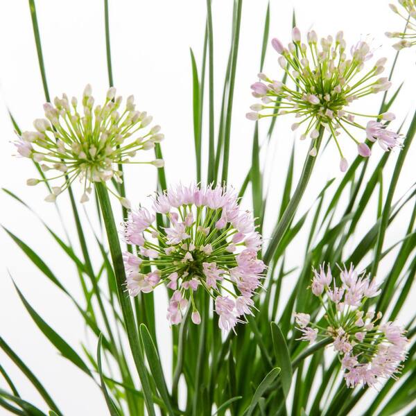 allium ☆ Allium nigrum Silver Spring | Van Engelen Wholesale Flower Bulbs