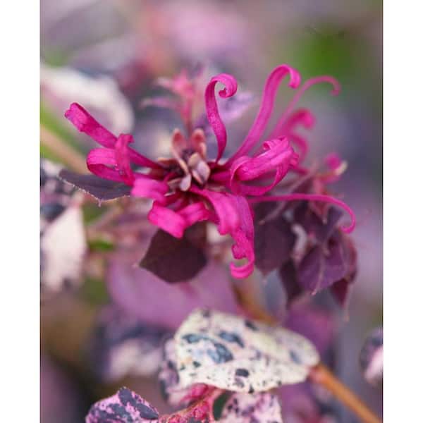 PROVEN WINNERS Jazz Hands Variegated Chinese Fringe-Flower (Loropetalum) Live Shrub, Pink Flowers and Variegated Foliage, 1 Gal.