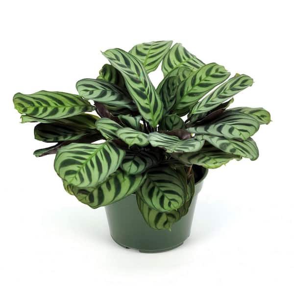 national PLANT NETWORK 6 in. Calathea Burle Marx Plant in Grower Container