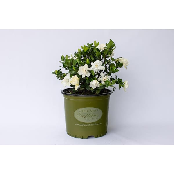 2 Gal. Echo Swan Queen Gardenia, Live Evergreen Shrub, White Fragrant Blooms