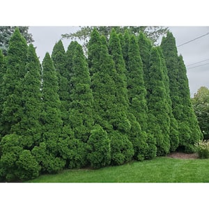 Arborvitae - Bushes - Outdoor Plants - The Home Depot