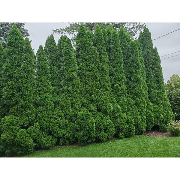 Cottage Gardens 2 Gal. Emerald Green Arborvitae Plant 13THU2EGR