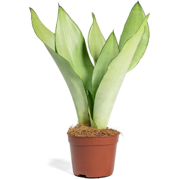 Silver Snake Plant-3 Live Plants in 4 in. Growers Pot-Sansevieria Trifasciata Moonshine-Houseplants