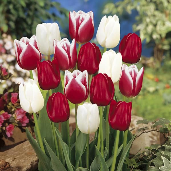 Garden State Bulb 12/+ cm, Candy Cane Mix Triumph Tulip Flower Bulbs (Bag of 100)