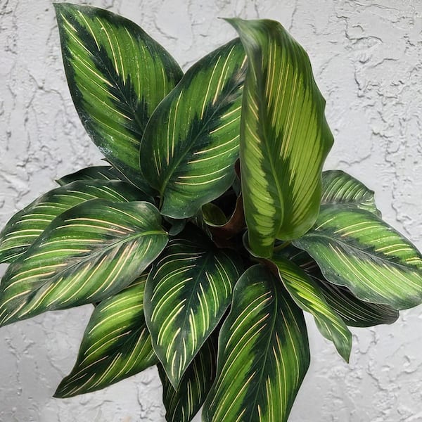 national PLANT NETWORK 4 in. Beauty Star Calathea Plant