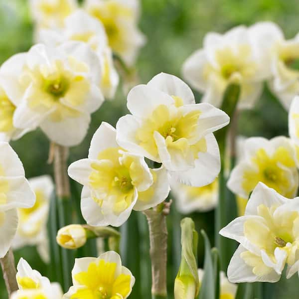 Garden State Bulb 16/18 cm, Smiling Twin Split Corona Daffodil Flower Bulbs (Bag of 100)