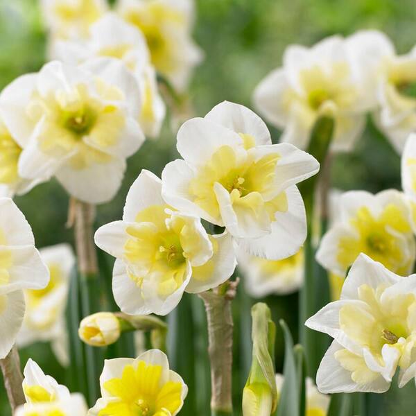 Garden State Bulb 16/18 cm, Smiling Twin Split Corona Daffodil Flower Bulbs (Bag of 25)