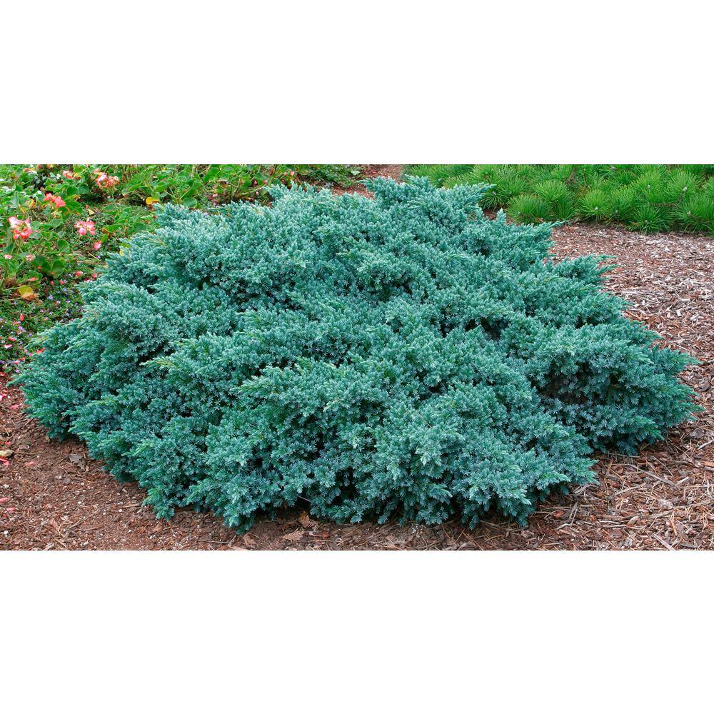 1 Gal. Pot Blue Star Juniper Evergreen Plant Blue-Silver Needled Low Growing Evergreen Shrub price history on PriceWatchPro