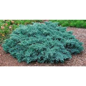 2.50 Qt. Pot Blue Star Juniper Live Evergreen Plant Blue-Silver Needled Low Growing Evergreen Shrub