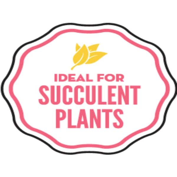 bulb flower seeds 2 Decorative Dahlia Sheer Heaven Flower Bulb Tuber Clumps Productive  Perennial Bulbs Plant main image 0