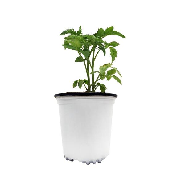 Viagrow 1/2 Gal. White Round Plastic Nursery Garden Pots (50-Pack) (0.62 Actual Gallons / 2.35 Liters)