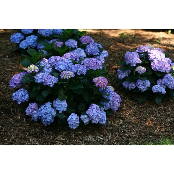 PROVEN WINNERS - 1 Gal. Let's Dance Blue Jangles Reblooming Hydrangea (Macrophylla) Live Shrub, Blue or Pink Flowers