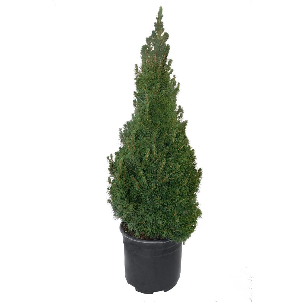 3 Gal. Dwarf Alberta Spruce Shrub with Dense Green Needle Like Foliage ...