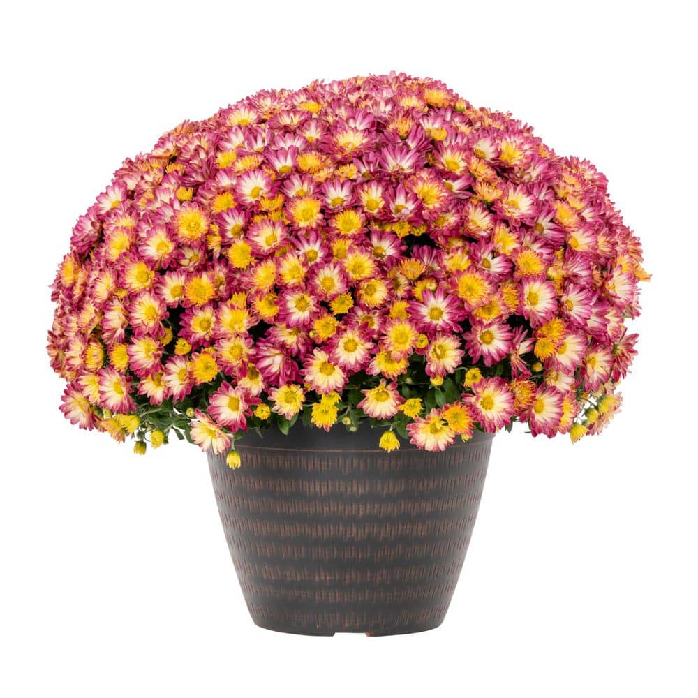 2 Gal. Mum Chrysanthemum Summer Sunset Pink and Yellow Bicolor in Decorative Planter Annual Plant (1-Pack) price history on PriceWatchPro