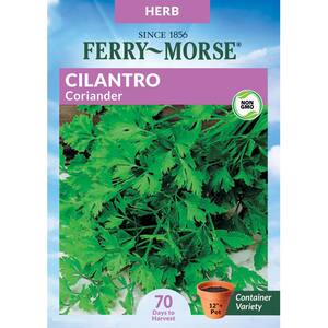 Cilantro Coriander Herb Seed