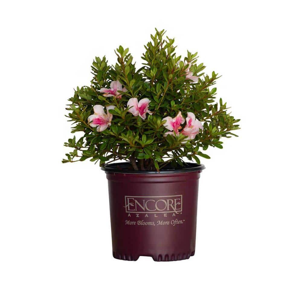 BELL NURSERY 1 Gal. Azalea Flowering Live Shrub with Assorted Color ...