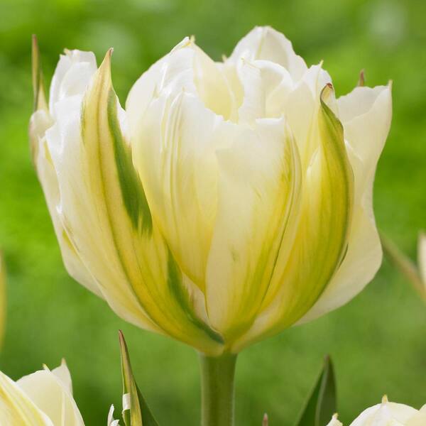 Longfield Gardens Tulip Exotic Emperor Bulbs (25-Pack)