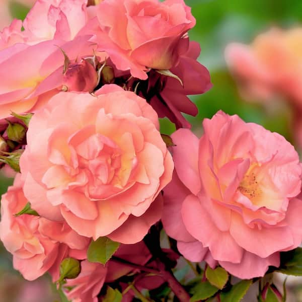 national PLANT NETWORK Bare Root Rose Cherish with Apricot Flowers