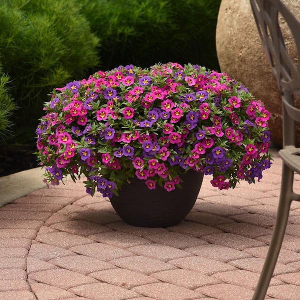 national PLANT NETWORK 4 in. Mini Petunia Powers That Bee Combo Annual Plant with Multicolor Flowers (3-Pack)