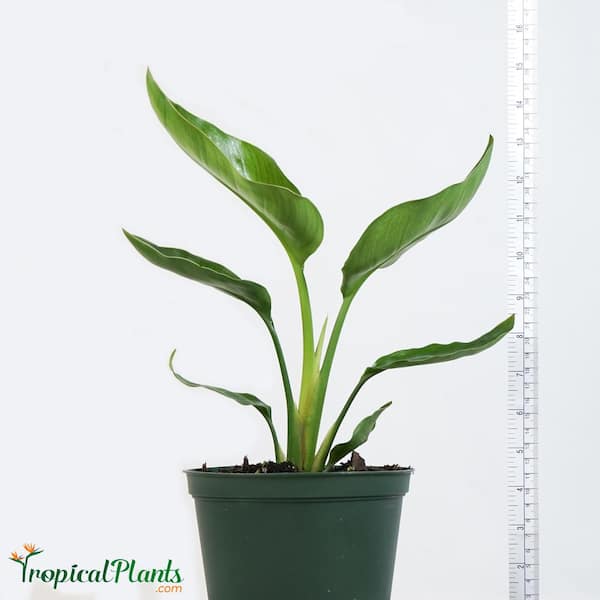  Giant White Bird of Paradise (Strelitzia Nicolai) Live  Plant Inside 6 in Decorator White Ribbed Planter ANCSTRWHIWRP06 - The Home  Depot