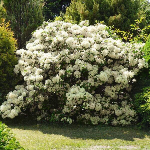 national PLANT NETWORK 4 in. Azalea FlorAmore White Shrub (3-Pack