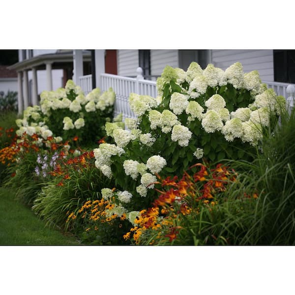 3 Gal. Landscape Pink Lavender Phlox Perennial Plant (1-Pack)