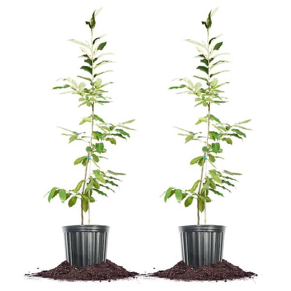 Perfect Plants 5 Gal. American Hybrid Chestnut Tree (2-Pack)