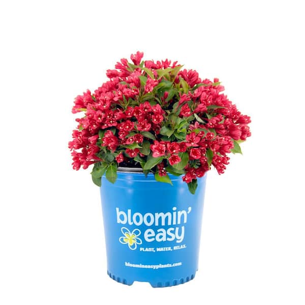 BLOOMIN' EASY 2 Gal. Crimson Kisses Weigela Live Shrub, Red Flowers