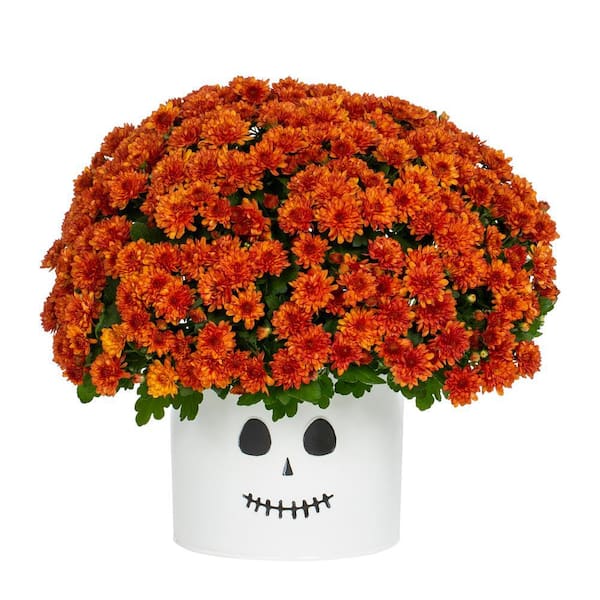 Vigoro 3 Qt. Live Orange Chrysanthemum (Mum) Plant for Fall Porch or Patio in Decorative Ghost Tin (1-Pack)