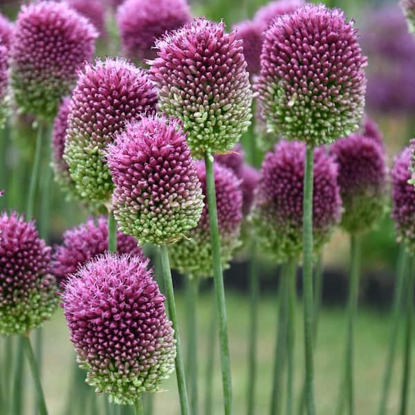 Allium Sphaerocephalon Bulbs (Set of 25)