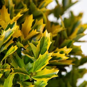 2.5 Qt. Golden Oakland Holly Tree with Pyramidal Yellow and Green Variegated Foliage