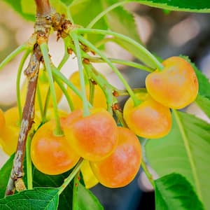 5 Gal. Rainier Sweet Fruiting Cherry Tree