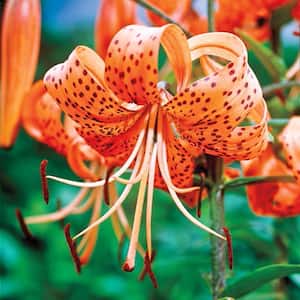 Orange Tiger Lily Bulbs (3-Pack)