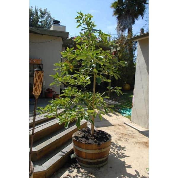 Extra Large Recycled Oak Wood Barrel Planter