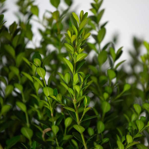 Common Boxwood Dried Leaves - Youherbit