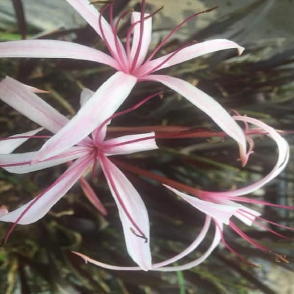 GIVHANDYS INC Givhandys 4 in. Potted RED BOG LILY Bog/Marginal Aquatic Pond Plant