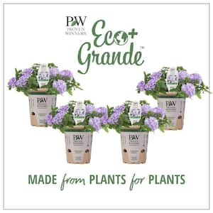 4.25 in. Eco+Grande Superbena Stormburst (Verbena) Live Plants, Purple and White Striped Flowers (4-Pack)
